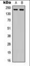 Plexin A4 antibody, orb376130, Biorbyt, Western Blot image 