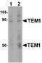 CD248 Molecule antibody, ab67273, Abcam, Western Blot image 