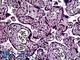 Period Circadian Regulator 2 antibody, LS-B5121, Lifespan Biosciences, Immunohistochemistry paraffin image 