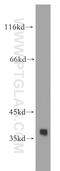 Aldo-keto reductase family 1 member C4 antibody, 18852-1-AP, Proteintech Group, Western Blot image 