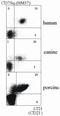 Complement receptor type 2 antibody, AM03064PU-N, Origene, Flow Cytometry image 