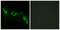 Galectin 9 antibody, LS-B6275, Lifespan Biosciences, Immunofluorescence image 