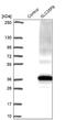 Solute Carrier Family 35 Member F6 antibody, NBP1-93972, Novus Biologicals, Western Blot image 