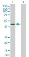 C8orf79 antibody, H00057604-B01P, Novus Biologicals, Western Blot image 