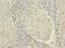 Ras-related protein Rap-1b antibody, LS-C377137, Lifespan Biosciences, Immunohistochemistry frozen image 