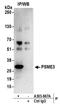 Proteasome Activator Subunit 3 antibody, A303-879A, Bethyl Labs, Immunoprecipitation image 