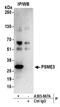 Proteasome activator complex subunit 3 antibody, A303-879A, Bethyl Labs, Immunoprecipitation image 