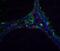 Deoxyribonuclease-2-alpha antibody, NBP1-76971, Novus Biologicals, Immunofluorescence image 