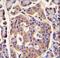 Phospholipase D Family Member 5 antibody, LS-C163784, Lifespan Biosciences, Immunohistochemistry frozen image 