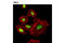 HEXIM P-TEFb Complex Subunit 1 antibody, 12604S, Cell Signaling Technology, Immunocytochemistry image 