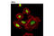 CLP1 antibody, 12604S, Cell Signaling Technology, Immunocytochemistry image 