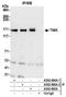 TRAF2 And NCK Interacting Kinase antibody, A302-696A, Bethyl Labs, Immunoprecipitation image 