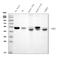 Interferon Regulatory Factor 3 antibody, M00165-3, Boster Biological Technology, Western Blot image 