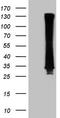 RAB3A, Member RAS Oncogene Family antibody, TA809486, Origene, Western Blot image 