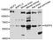 Relaxin Family Peptide Receptor 3 antibody, abx126504, Abbexa, Western Blot image 