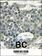 Eukaryotic Translation Initiation Factor 4B antibody, 60-583, ProSci, Immunofluorescence image 