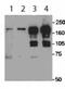 SET Domain Bifurcated Histone Lysine Methyltransferase 1 antibody, ab12317, Abcam, Immunoprecipitation image 