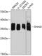 G Protein Subunit Alpha I2 antibody, 23-098, ProSci, Western Blot image 