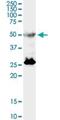 Transcription Factor EB antibody, H00007942-M01, Novus Biologicals, Western Blot image 