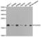 RNA Polymerase II Subunit D antibody, LS-C331733, Lifespan Biosciences, Western Blot image 