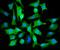 Aldehyde Dehydrogenase 3 Family Member A1 antibody, A01121-3, Boster Biological Technology, Immunofluorescence image 