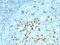 Beta-1,3-Glucuronyltransferase 1 antibody, MBS438535, MyBioSource, Immunohistochemistry frozen image 