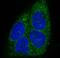 MYD88 Innate Immune Signal Transduction Adaptor antibody, M00025, Boster Biological Technology, Immunofluorescence image 