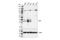 Cellular Communication Network Factor 2 antibody, 86641S, Cell Signaling Technology, Western Blot image 