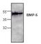 Bone Morphogenetic Protein 5 antibody, TA319117, Origene, Western Blot image 