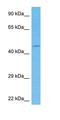 Diencephalon/Mesencephalon Homeobox 1 antibody, orb324402, Biorbyt, Western Blot image 