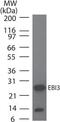 Epstein-Barr Virus Induced 3 antibody, MA5-16255, Invitrogen Antibodies, Western Blot image 