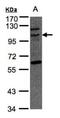 TAO Kinase 3 antibody, NBP1-32181, Novus Biologicals, Western Blot image 