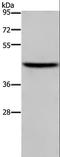 Transcription Factor Dp-1 antibody, LS-C401611, Lifespan Biosciences, Western Blot image 