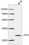 C-X-C Motif Chemokine Ligand 10 antibody, LS-B13690, Lifespan Biosciences, Western Blot image 