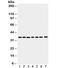 PAP-III antibody, R31948, NSJ Bioreagents, Western Blot image 