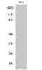 Small Ubiquitin Like Modifier 2 antibody, STJ90074, St John