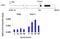 SPT16 Homolog, Facilitates Chromatin Remodeling Subunit antibody, PA1-12696, Invitrogen Antibodies, Chromatin Immunoprecipitation image 