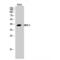 Mitogen-Activated Protein Kinase Kinase 3 antibody, LS-C384502, Lifespan Biosciences, Western Blot image 