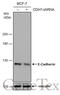 Cadherin 1 antibody, GTX124198, GeneTex, Western Blot image 