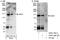 AP2 Associated Kinase 1 antibody, A302-145A, Bethyl Labs, Western Blot image 