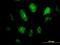 Glial Cells Missing Transcription Factor 1 antibody, H00008521-M05, Novus Biologicals, Immunofluorescence image 