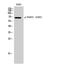 FA Complementation Group G antibody, A03129S383, Boster Biological Technology, Western Blot image 