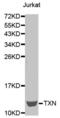 Thioredoxin antibody, abx000749, Abbexa, Western Blot image 