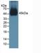 Bone morphogenetic protein 15 antibody, LS-C293030, Lifespan Biosciences, Western Blot image 