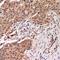 Protein Phosphatase 1 Regulatory Subunit 12A antibody, orb382446, Biorbyt, Immunohistochemistry paraffin image 