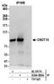 CCR4-NOT Transcription Complex Subunit 10 antibody, A304-899A, Bethyl Labs, Immunoprecipitation image 