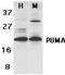 BCL2 Binding Component 3 antibody, PA1-30829, Invitrogen Antibodies, Western Blot image 