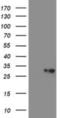 VHL Binding Protein 1 antibody, NBP2-03754, Novus Biologicals, Western Blot image 