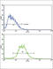 Interleukin 17 Receptor B antibody, abx032975, Abbexa, Western Blot image 