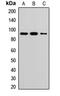 DNA topoisomerase 1 antibody, LS-C668482, Lifespan Biosciences, Western Blot image 
